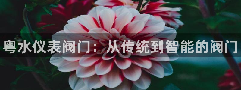 j9九游会手机版
